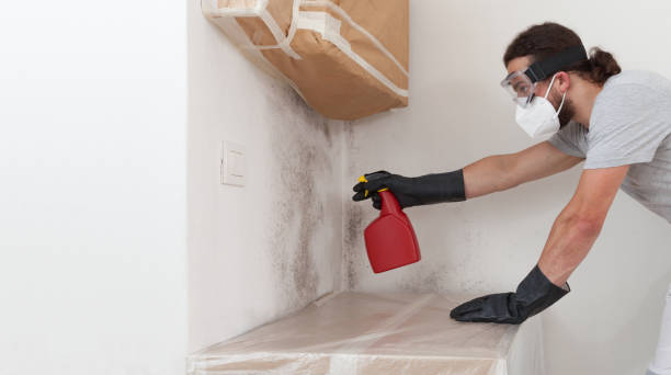 Basement Mold Remediation treatment on basement walls in Jefferson