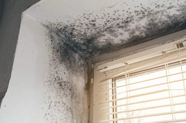 Mold Remediation service in Jefferson, Jefferson, OR